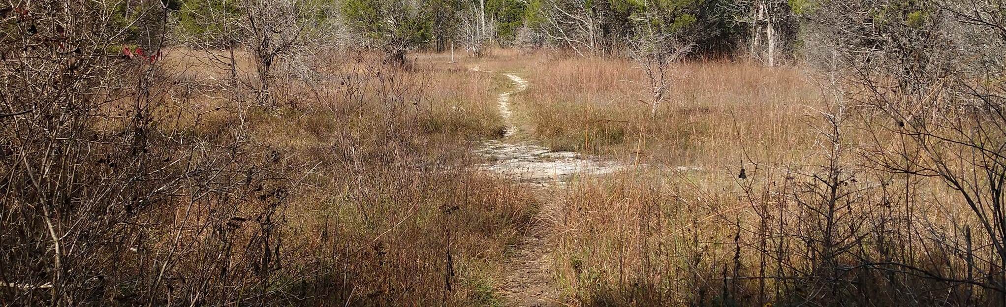 Flat Rock Cedar Glades and Barrens Hike Trail, Tennessee 459 Reviews