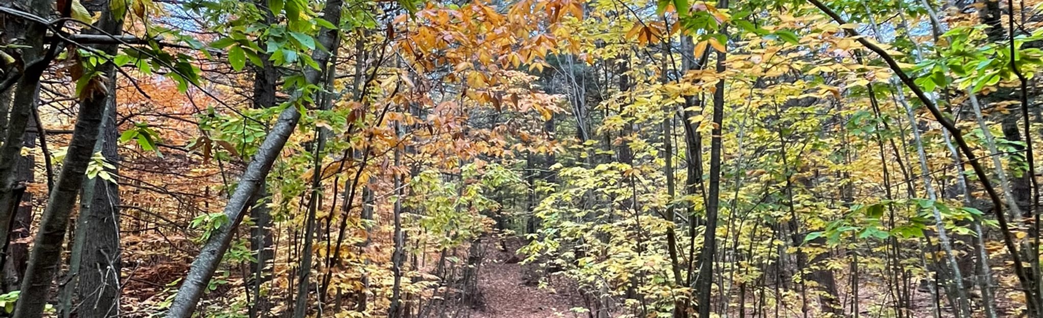 Eagle Trail 37 Reviews, Map New Hampshire AllTrails