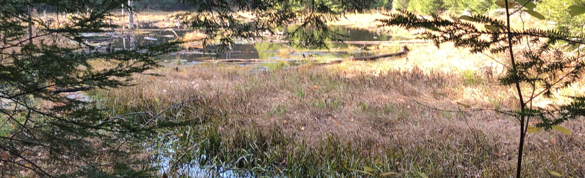 Lewis Clearing Bay, Barn Rock, Cross Over, and Garys Elbow Trail Loop