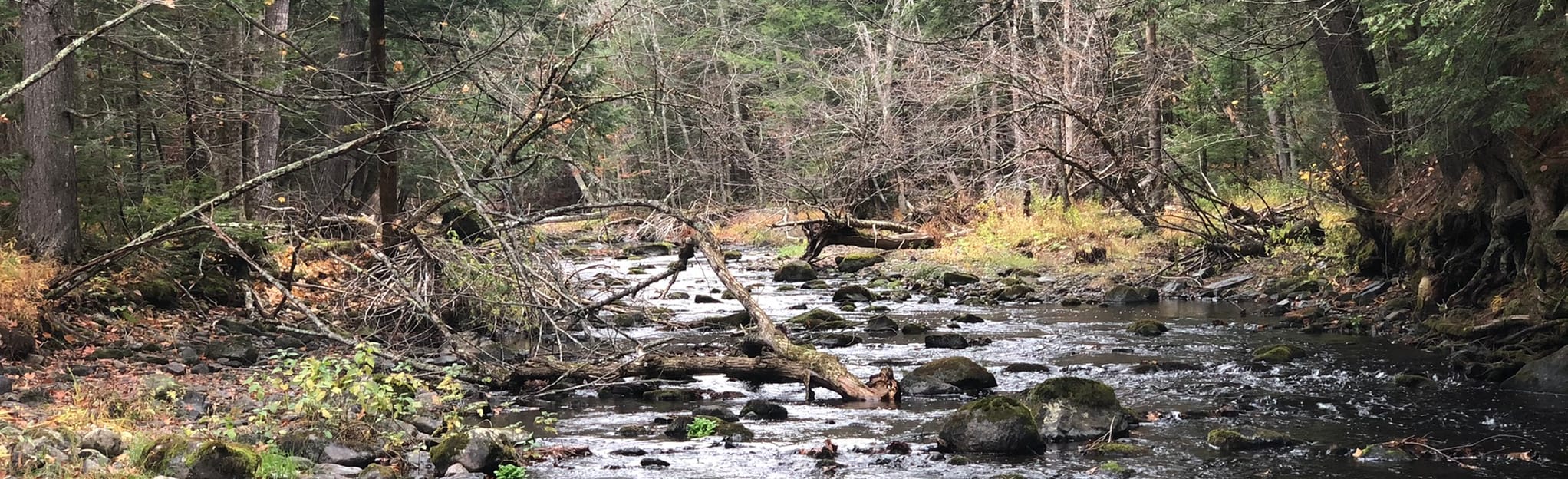 Palermo Preserve Loop, Maine 38 Reviews, Map AllTrails