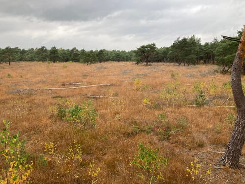 Nordpfad 'Dör't Moor'