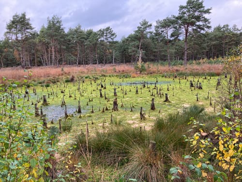 Nordpfad 'Dör't Moor'