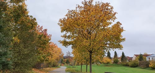 Tarforst Rundweg