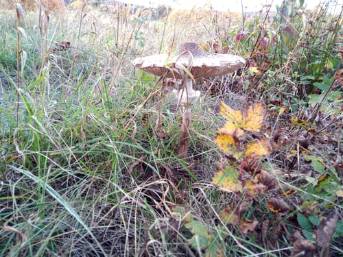 Am Homberg bei Alsfeld