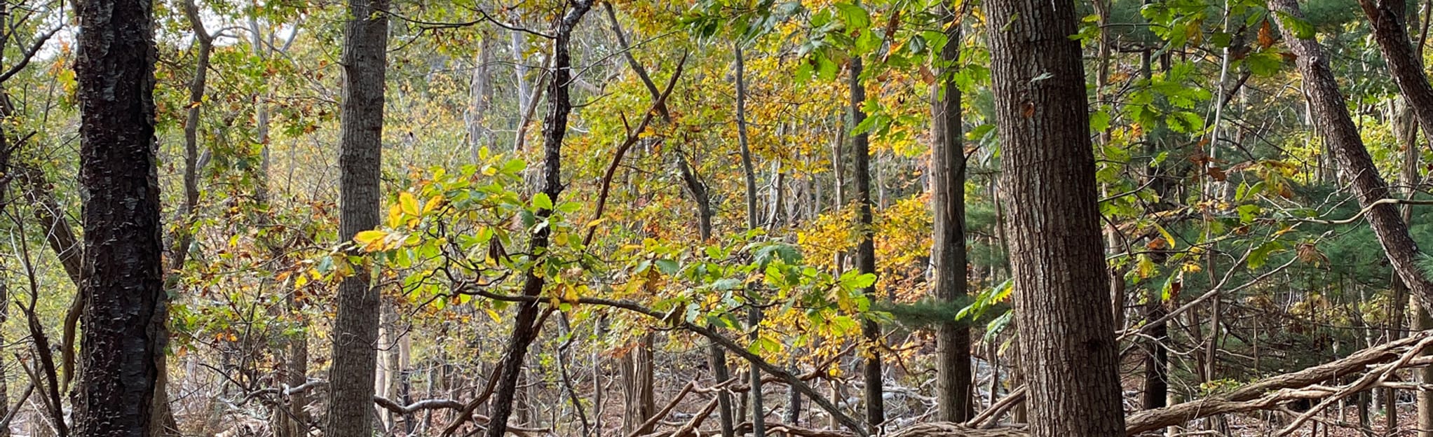 Mulvihill Loop, New York 46 Reviews, Map AllTrails