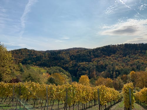 Rundwanderweg Heppenheim Starkenburg 3: Hambacher Grenzweg