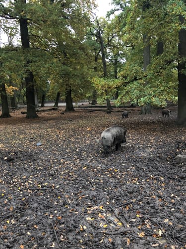 Hannover: Tiergarten in Kirchrode
