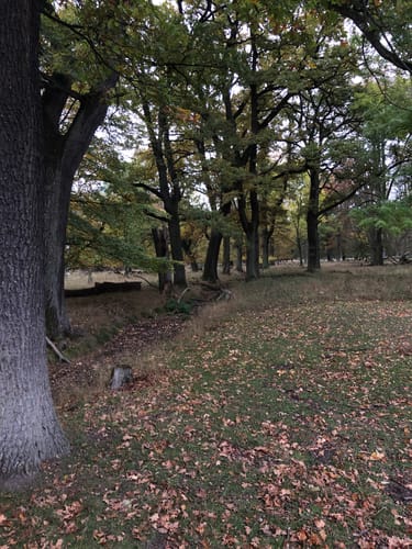 Hannover: Tiergarten in Kirchrode