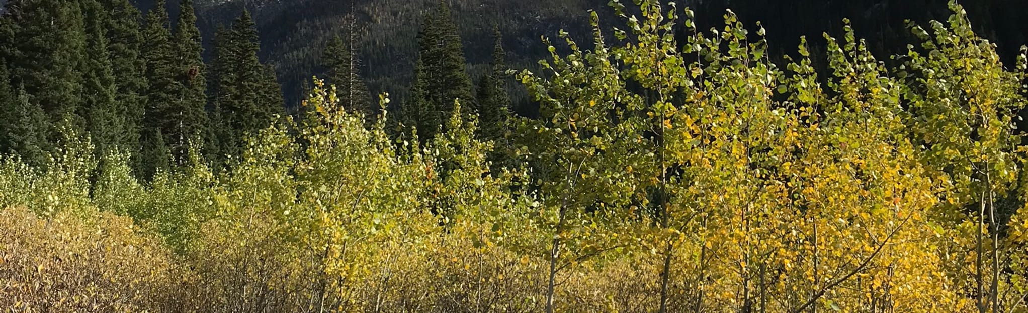 AllTrails Horseshoe Lake Trail 168 Reviews, Map Washington