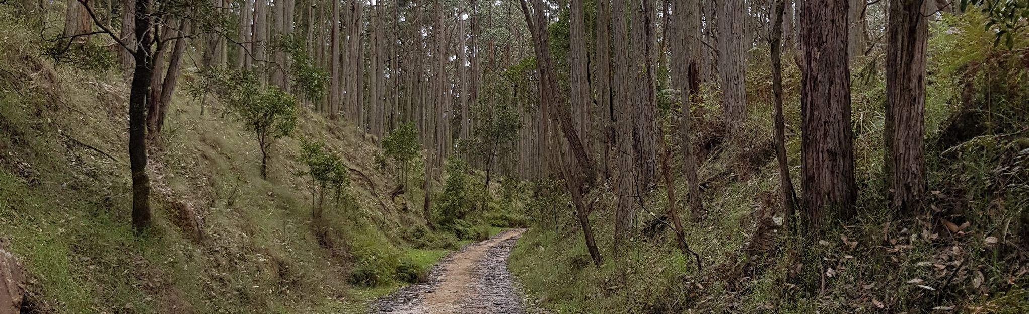 Wombat Station Track via Wallaby Track: 14 Reviews, Map - Victoria ...