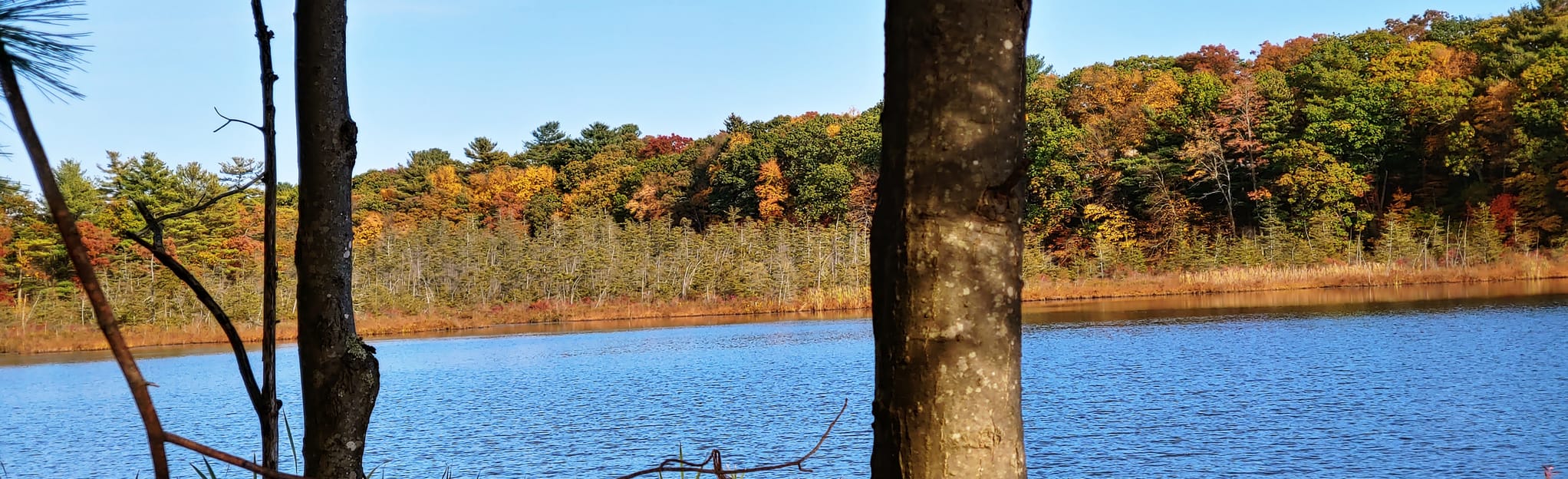 Pickerel Pond Trail 37 Reviews, Map Massachusetts AllTrails