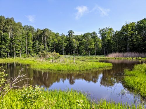 Best 10 Hikes and Trails in Finger Lakes National Forest | AllTrails