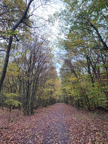 Grünewaldtrail