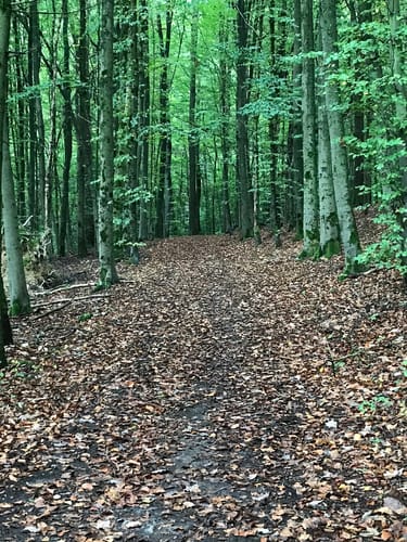 Runde bei Dahl