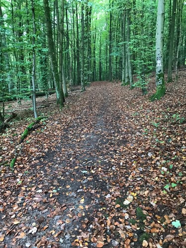 Runde bei Dahl