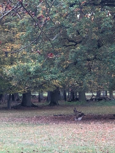 Hannover: Tiergarten in Kirchrode