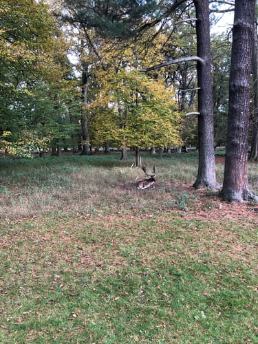 Hannover: Tiergarten in Kirchrode