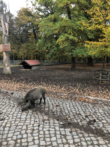 Hannover: Tiergarten in Kirchrode
