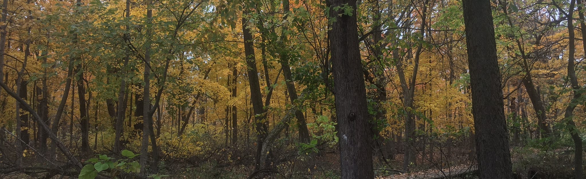 Busey Woods Loop 183 foto Illinois AllTrails