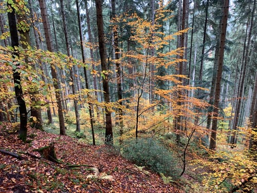 Aus Berneck ins Köllbachtal