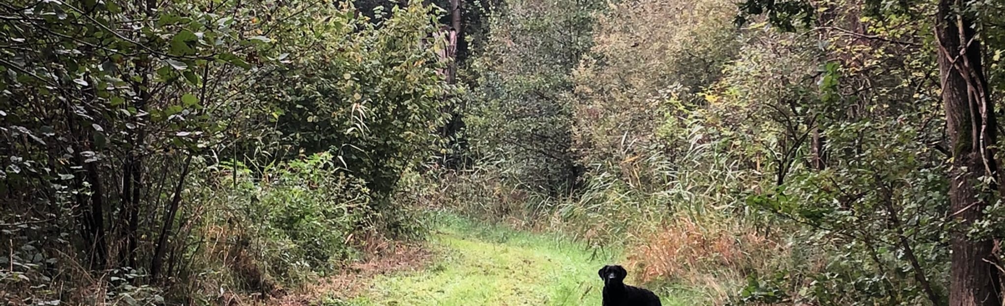 Wapelfeld Loop 3 Reviews, Map SchleswigHolstein, Germany AllTrails