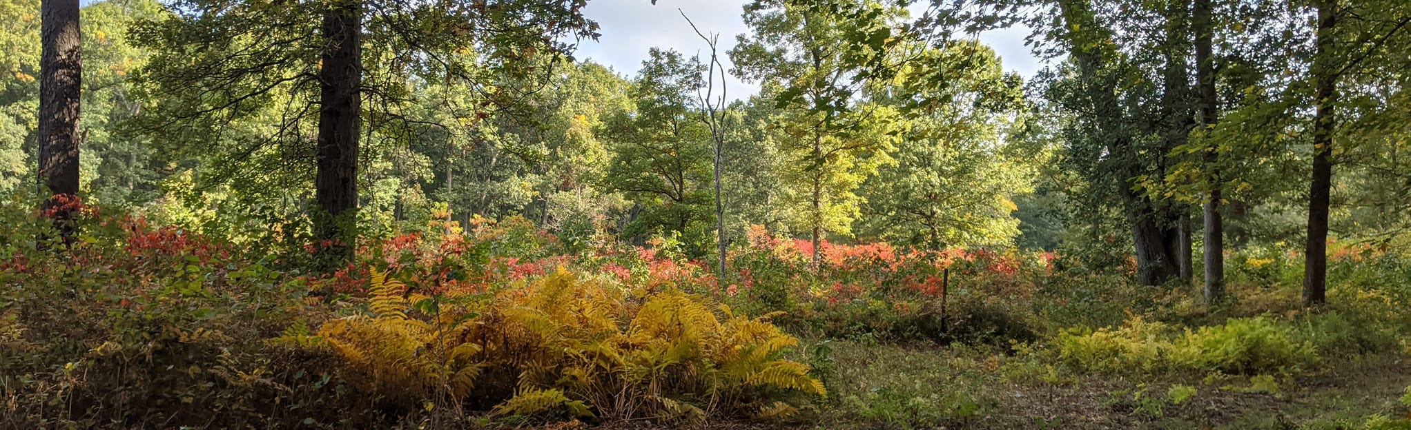 Oak Openings Horse Trail, Ohio - 322 Reviews, Map | AllTrails