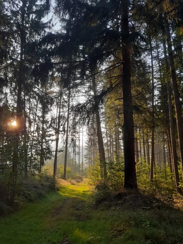 Rund um den Kornberg