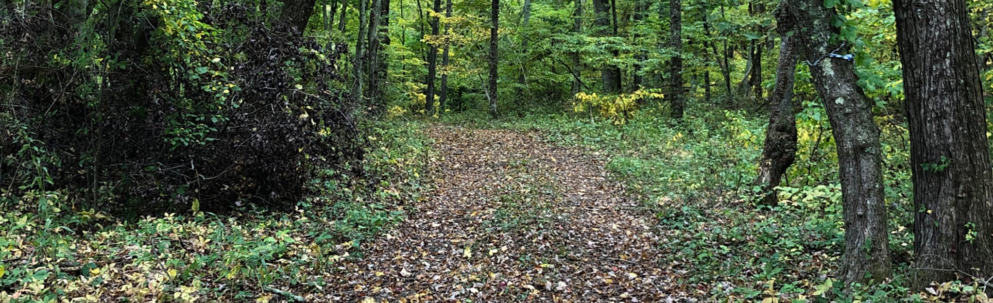 Tri Town Trail (Ledyard), Connecticut 322 Reviews, Map AllTrails