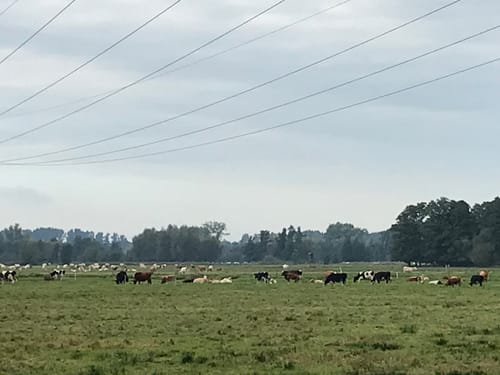 Rundweg Lübbenau - Raddusch