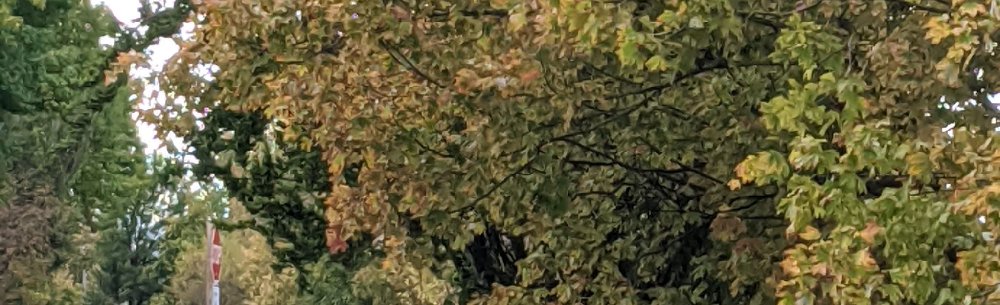 Oakmont Arboretum Trail 19 Reviews, Map Pennsylvania AllTrails