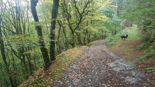 Leiermannspfad (Moselsteig Seitensprung)
