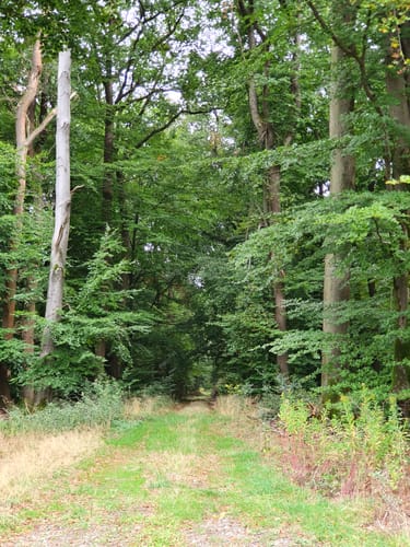 Vielbach Mogendorf Rundweg