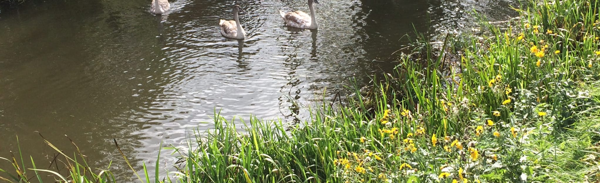 Upwell Circular, Cambridgeshire, England 7 Reviews, Map AllTrails