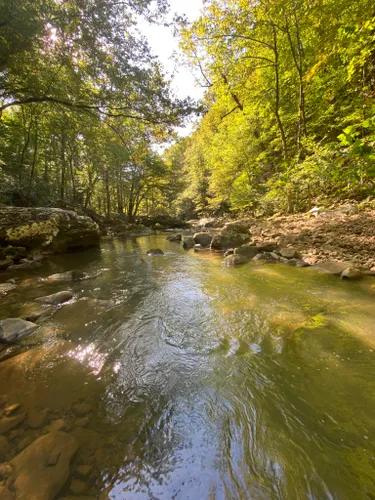 Escape to Serenity: A Guide to Tennessee's Walker Branch State Natural Area