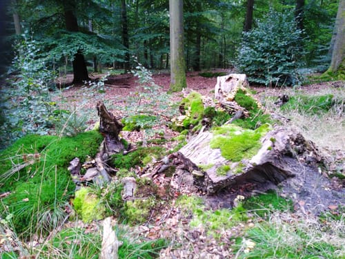 Großer Hahnheider Berg von Feilberg