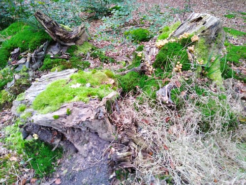 Großer Hahnheider Berg von Feilberg