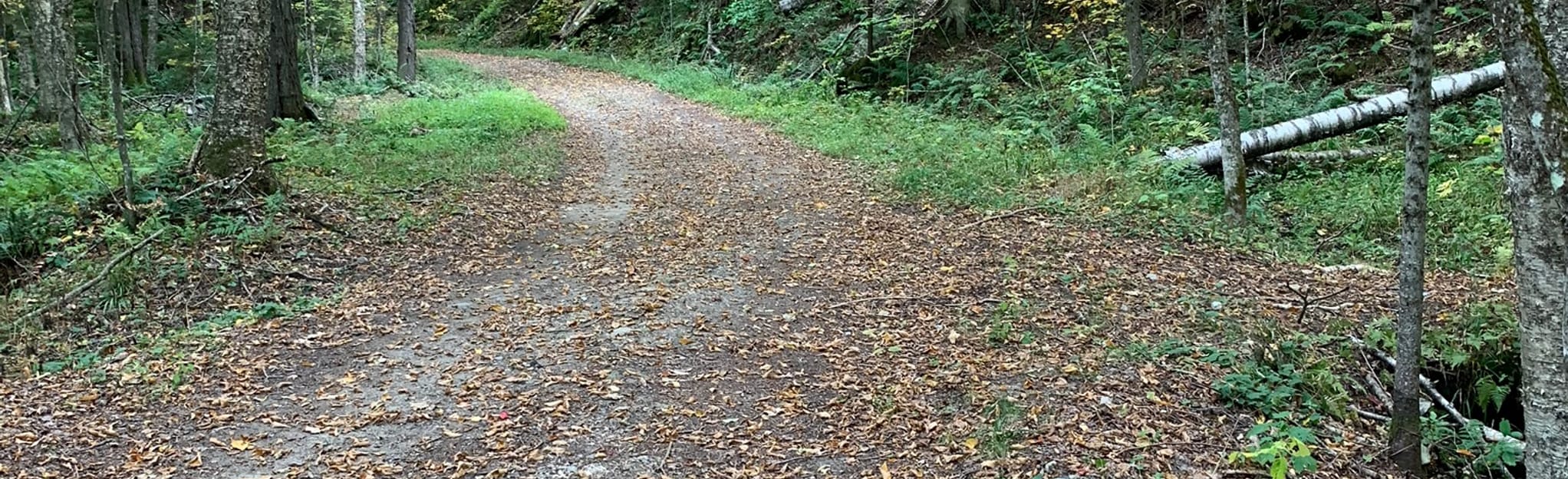 Catamount Cross Country Ski Trail via Woods Rd, Vermont 42 Reviews