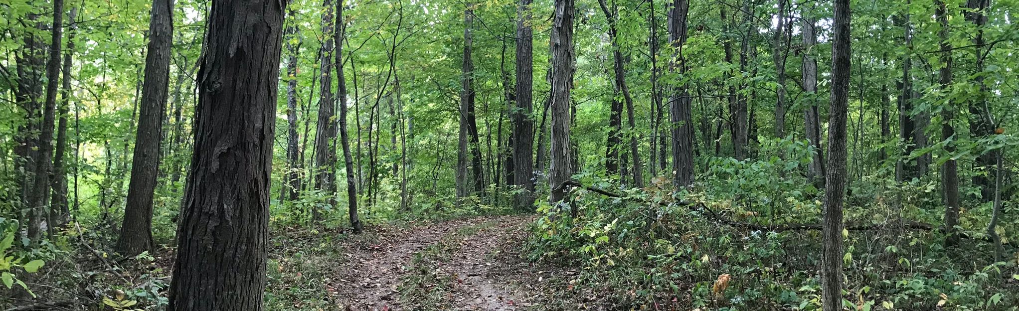 Kendrick Woods Loop: 84 Reviews, Map - Ohio | AllTrails