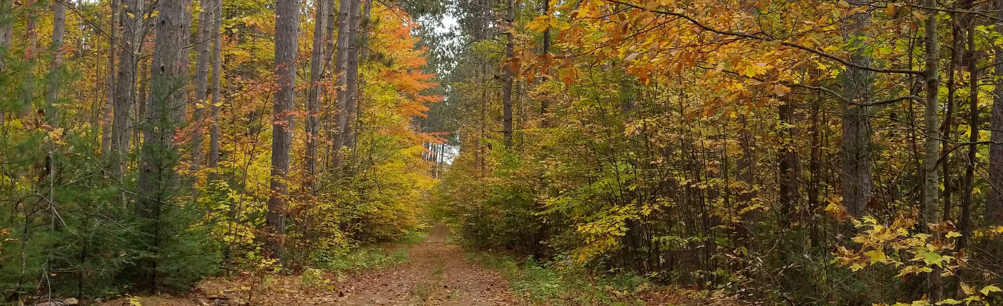 Petawawa Research Forest Loop 51 Reviews, Map Ontario, Canada
