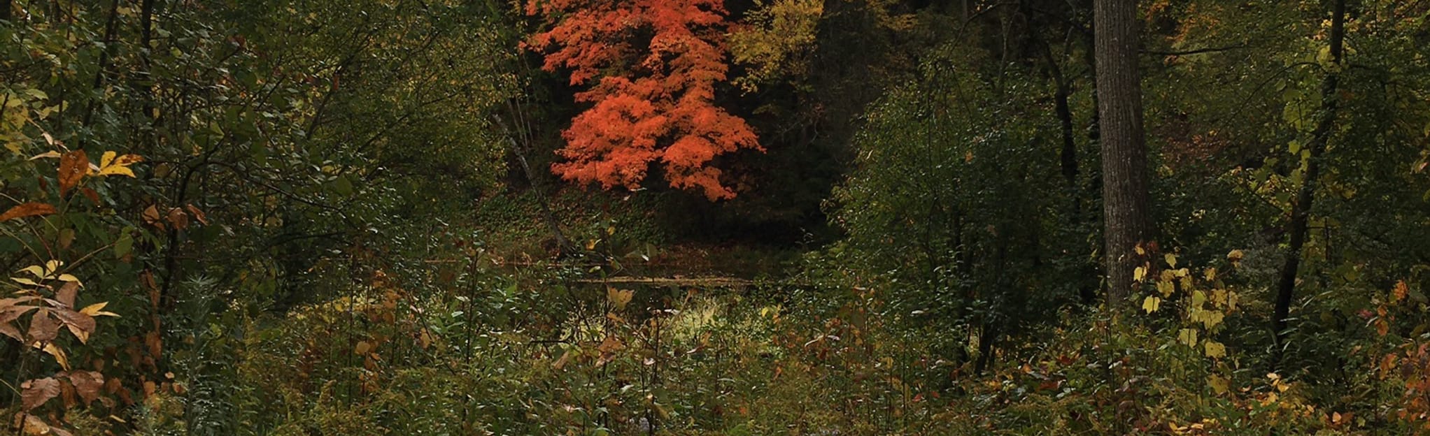 Heart’s Desire Loop, Ontario, Canada 28 Reviews, Map AllTrails