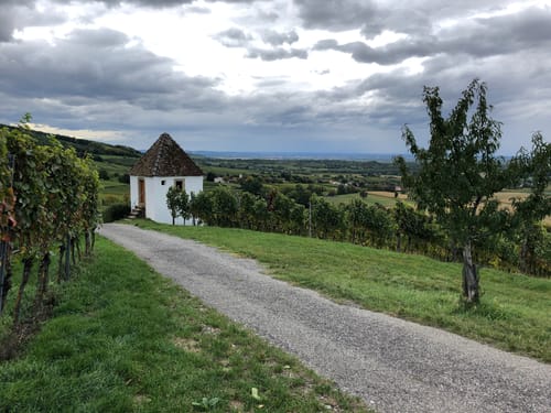Weinbergsrunde Rund um Muggardt