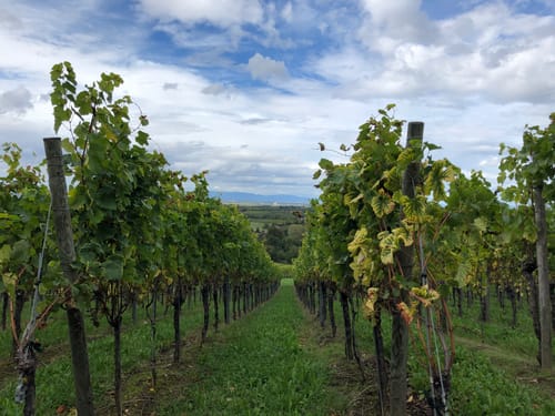 Weinbergsrunde Rund um Muggardt