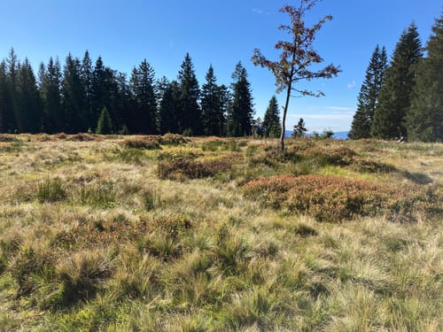 Wanderweg 1: Bodenmais - Mittagsplatzl - Großer Arber
