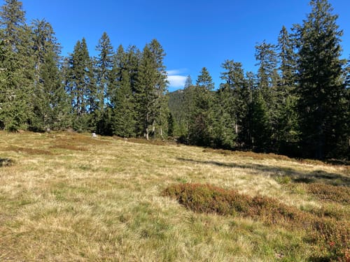 Wanderweg 1: Bodenmais - Mittagsplatzl - Großer Arber