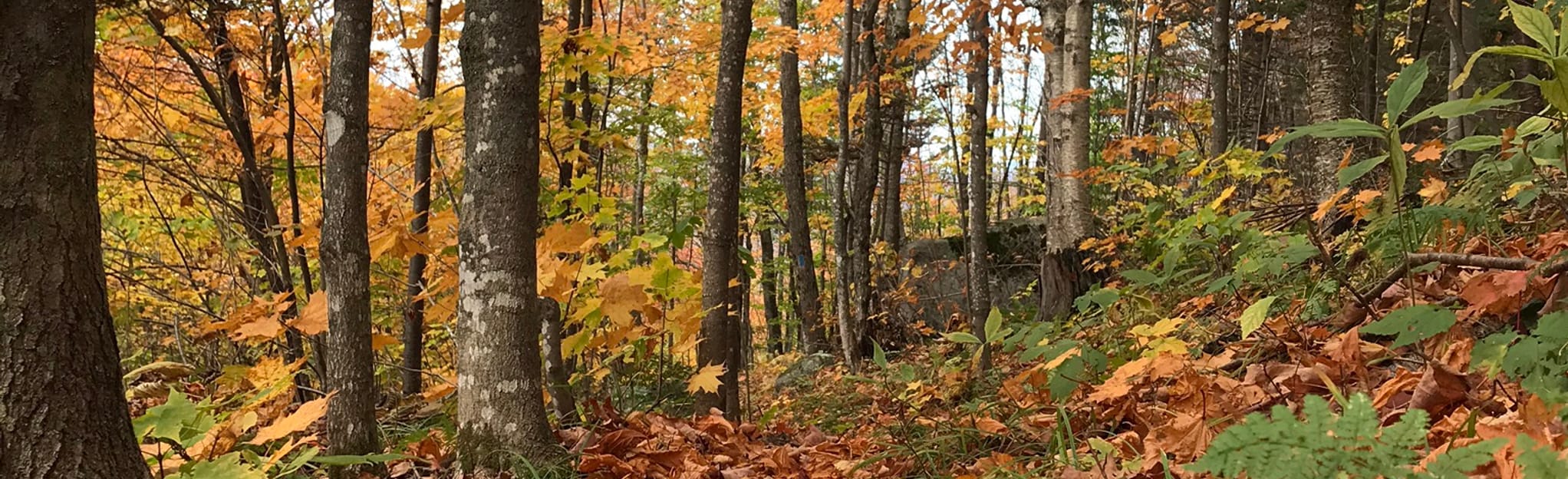 AllTrails Gore Mountain Trail 41 Reviews, Map Vermont