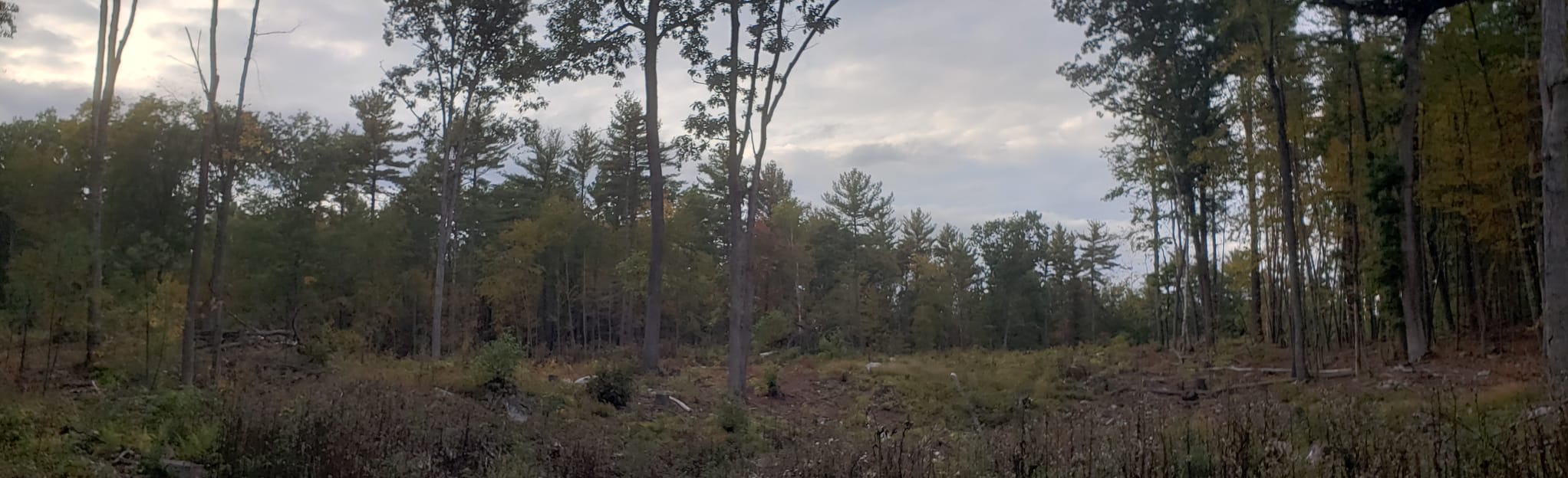 Blue Trail via Betty Mack Trail Loop 57 Reviews, Map New Hampshire