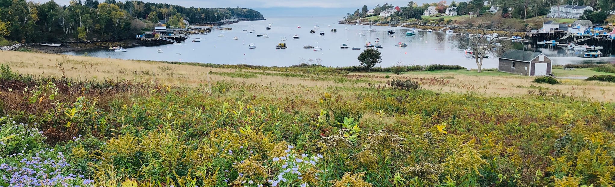 Johnson Field Preserve Loop 7 Reviews, Map Maine AllTrails