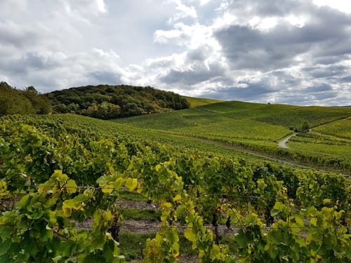 Steigerwald Panoramaweg Etappe 3: Bullenheim - Iphofen