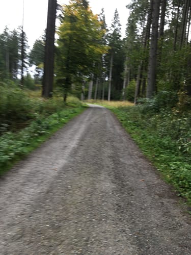 Altdorfer Wald ab Vogt