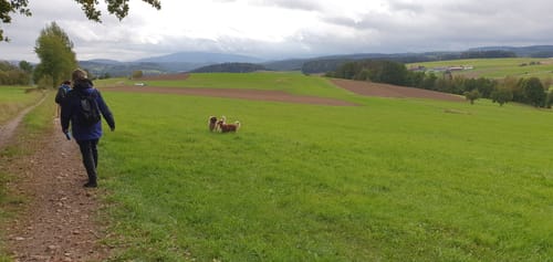 Rundwanderweg Zandt - Miltach - Zandt (Za04)